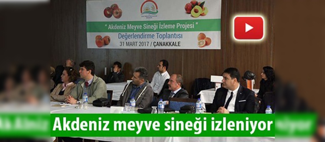 Akdeniz meyve sineği izleniyor