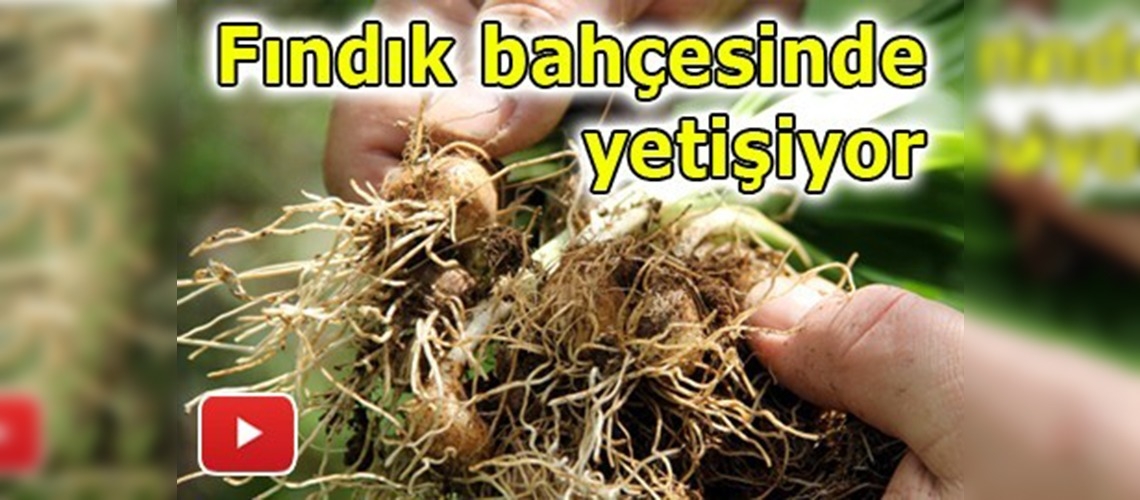 Fındık üreticilerine ek gelir