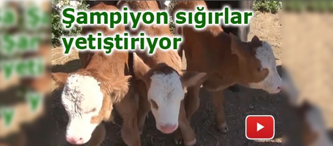 Buzağılarını önce süt sonra çikolatayla besliyor
