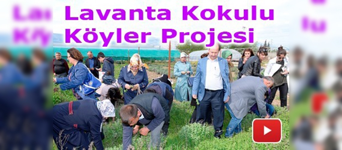 Kahramanmaraş'ta lavanta yetiştiriciliği
