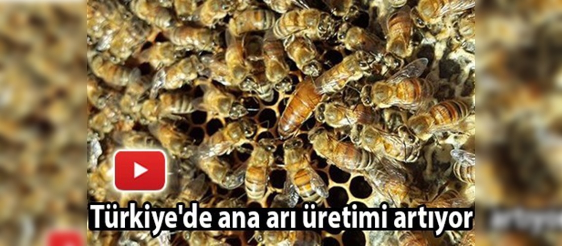 Türkiye'de ana arı üretimi artıyor