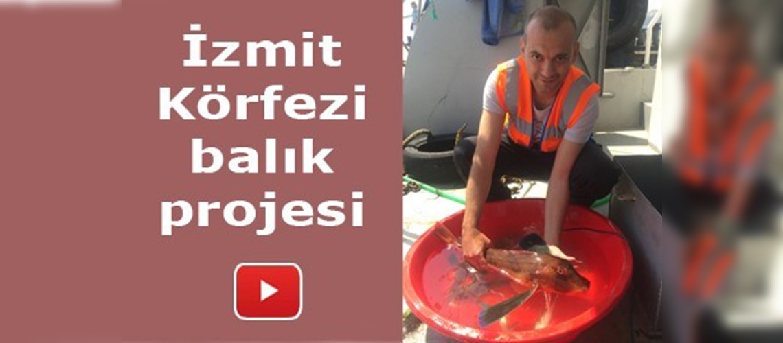 İzmit Körfezi'ndeki balık popülasyonu artırılacak
