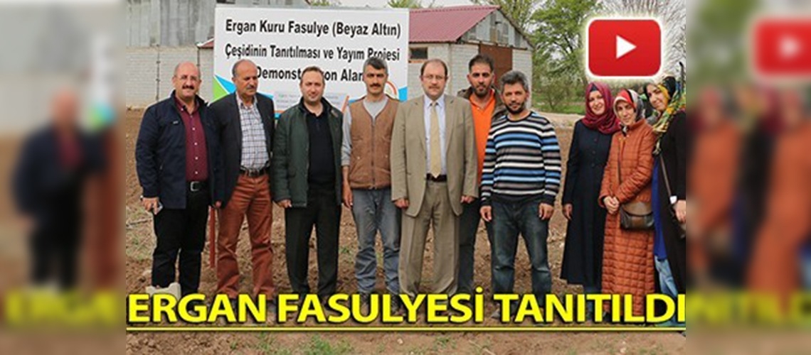 Ergan fasulyesi tanıtıldı