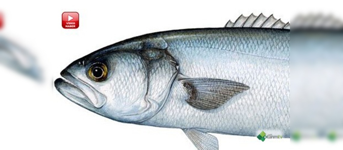 Lüfere Bakanlık koruması