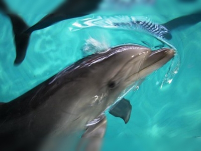 Yunuslar çete kurarak, dişilerini diğer gruplara karşı koruyor!