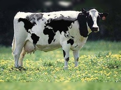 İneklerin ilginç bahar sevinci