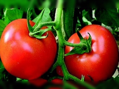Fiyatların düşmesi tarla domatesine bağlı