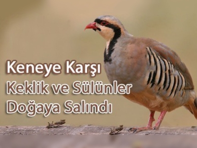 Yılda 1 milyon böcek yiyorlar