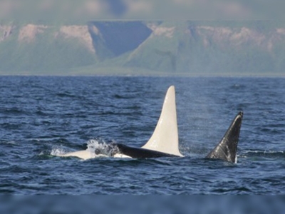 Iceberg adlı katil balina albino ilk kez görüntülendi
