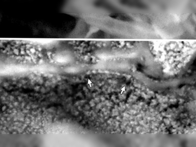 Demir yiyen manyetik bakterilerle bilgisayar üretilecek