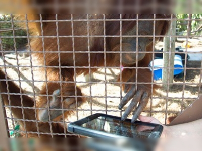 Genç orangutanlar teknolojiyi yakından takip ediyor
