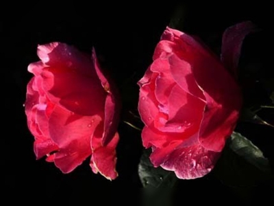 Türkiye'nin gül bahçesinde hasat mevsimi