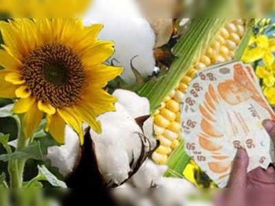 Yağlı tohumlu bitkilere destekleme ödemesi başladı