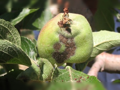 Elmanın düşmanı: Kara Leke!