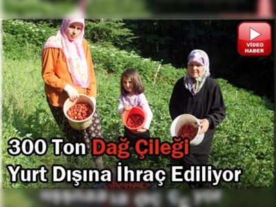 Dağ çileğine ilgi büyük!
