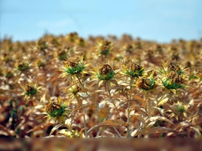 Aspir, yağ sanayindeki açığı kapatacak 