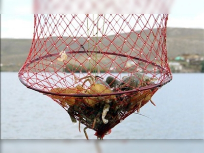 Tatlı su ıstakozu geçim kaynakları oldu