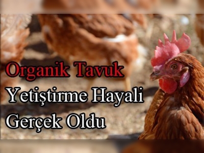 Benim tavuklarım özgür