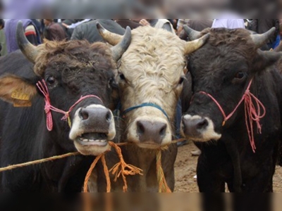 Kurban kesimi ''kamu spotu'' ile anlatılıyor