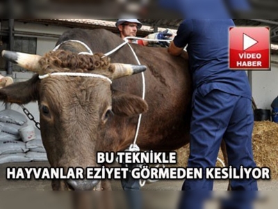 ''Rueff'' tekniğiyle hayvanlar eziyet görmeden kesiliyor