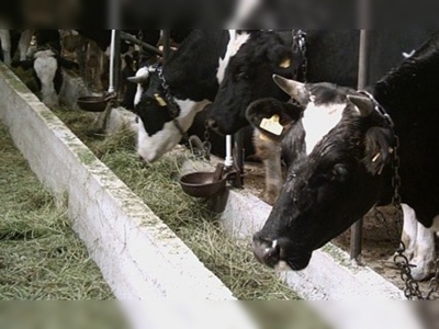 Türkiye, Kırgızistan hayvancılığını geliştirecek