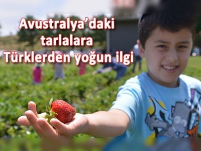 Avustralyada meyveni kendin topla, kendin ye