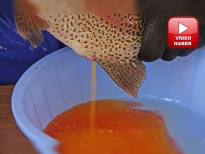 Ahlatta alabalık sağımı başladı