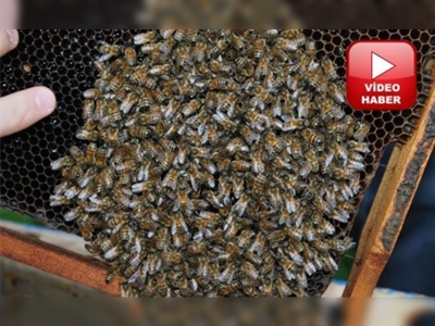 Tarımda toz ilaçlar yasaklandı arı ölümleri bitti 