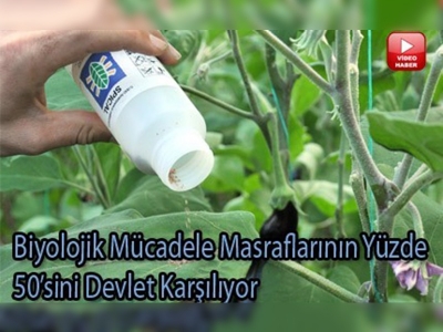 Patlıcan üretiminde biyolojik mücadele dönemi