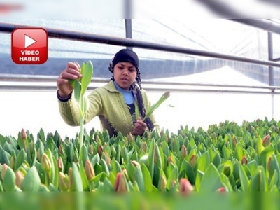 Süs bitkilerinde ihracat hedefi 100 milyon dolar