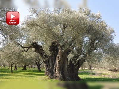 Manisada 1650 yıllık zeytin ağacı koruma altına alındı