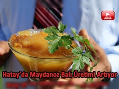 Yarış atları gücünü ''Maydanoz Balı''ndan alıyor