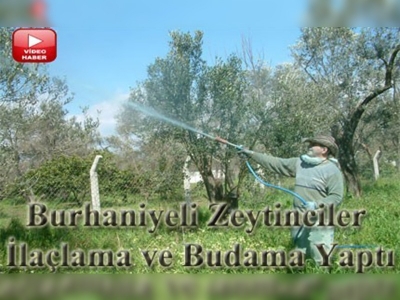 Zeytin üreticileri sezonu açtı