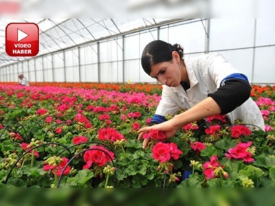 Güney Afrikalı sardunya Antalyalı oldu