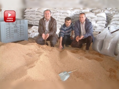 Tariş rekor düzeyde zeytin işledi