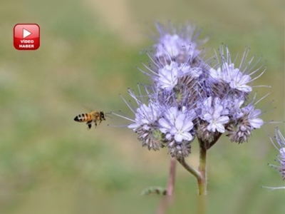 ''Tarımsal ilaçlama, arıların uçuş saatine göre ayarlansın'' 