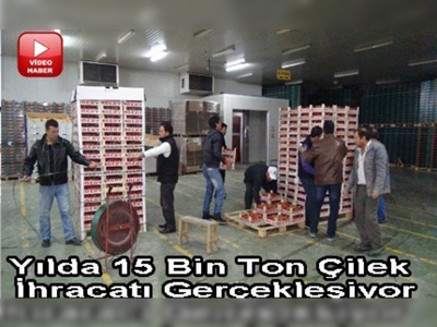 Silifke'den çilek ihracatı sürüyor