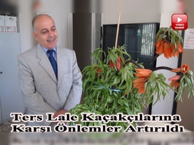 Kaçakçıların yeni gözdesi ters lale