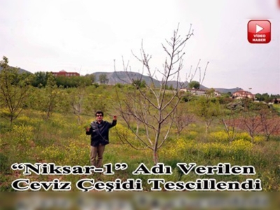 Niksarda soğuğa dayanıklı ceviz çeşidi geliştirildi