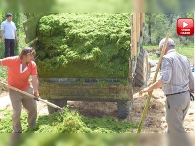 Muğlada yoncaya alternatif lenox yem bitkisi 