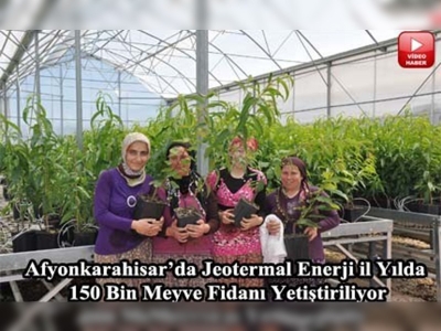 Topraksız tarımla meyve fidanı üretildi 