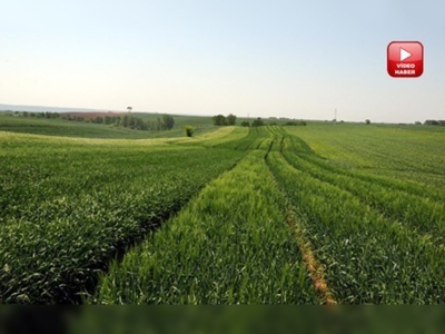 Trakya çiftçisi sertifikalı tohumdan vazgeçmiyor