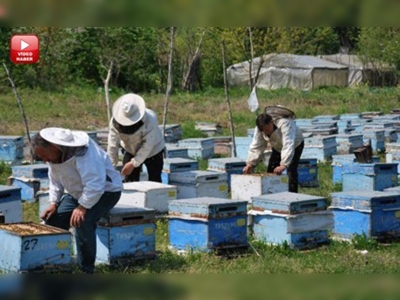 Çözüm süreci Karadenizli arıcıları sevindirdi