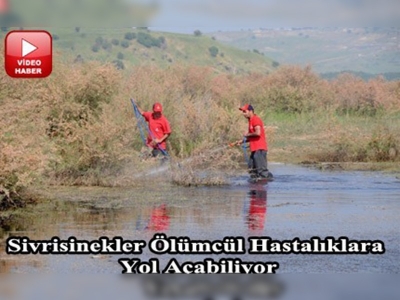 Veteriner hekimden sivrisinek uyarısı