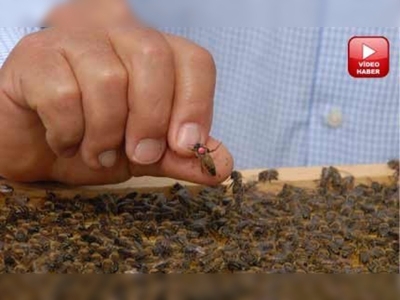 Muğlada organik bal üretimi artıyor