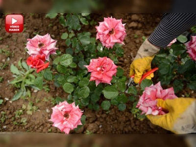 Bursa'dan yılda 1,7 milyon gül ihracatı