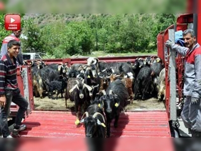 Hakkari'de küçükbaş hayvancılık yeniden canlanacak