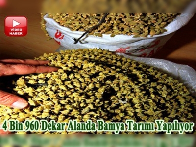 Amasya elmadan sonra bamya üretiminde de iddialı