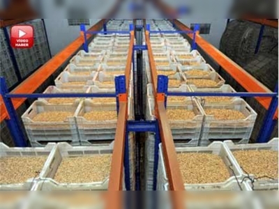 Tavşanlılı leblebi üreticileri, çeşitte sınır tanımıyor