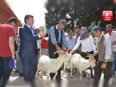 Balıkesirli Çiftçilere Saanen Keçisi Dağıtıldı